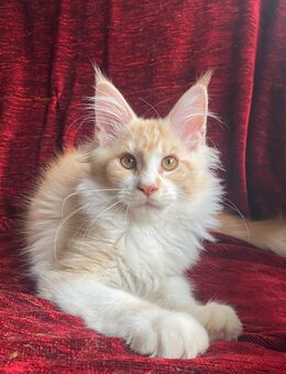 Reinrassige Maine coon mit Stammbaum - Erkelenz