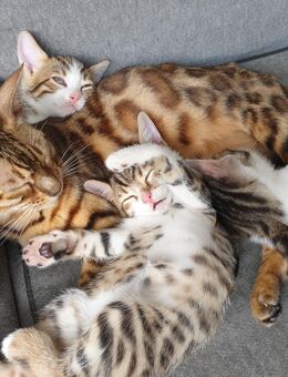 Kitten 'Bengal-EKH-Mix Katzen und Kater - Kriftel