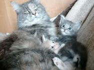 Maine Coon kitten Blue tabby und cream tabby - Berlin Spandau