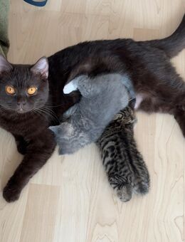 Bkh Kitten ab 7.7.25 abgabebereit - Darmstadt Bessungen