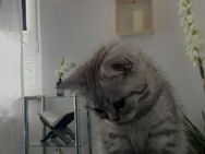 Süßer 8 Wochen alter BKH-Kater abzugeben - Frankfurt (Main)