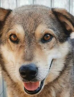 Max - träumt von einem Zuhause - Dreikirchen