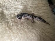 Leopardgecko Mack Snow het. Eclipse 1.0 - Marburg