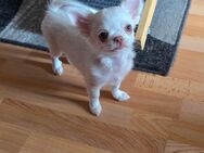 Verkaufe: Ein verschmusten Langhaar Chihuahua Rüde ist noch zu haben. Er hat schöne Bernstein Augen. - Berlin