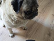 mops rüde abzugeben - Herzberg (Harz)