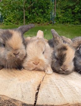 Zwergkaninchen, Mini Lop - Sagard