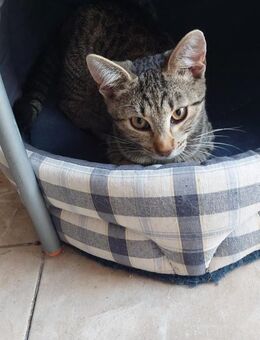 Conor, ausgeglichener Charmeur, ca. 4 Mo - Vaterstetten