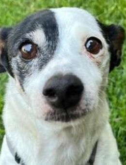 WINSTON - Hundeopi möchte geliebt werden - Sulzbach-Laufen