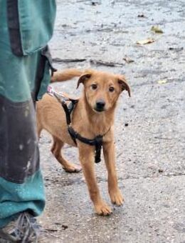 Der fröhliche Mirko sucht ein Zuhause ! - Dortmund