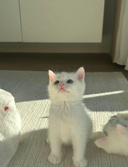 Bkh kitten - Köln