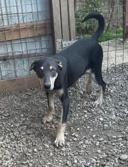 Genji sucht ein Zuhause - Olfen