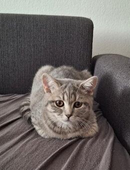 BKH KÄTZCHEN - Wetzlar