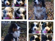 Australian shepherd Welpen - Marl (Nordrhein-Westfalen)