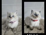 Ragdoll Kitten - Rülzheim