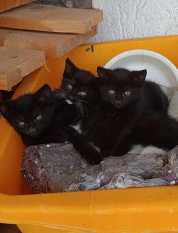 Hauskatzen, Kitten - Bad Birnbach