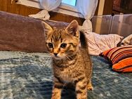 Süße Norwegische Waldkatzen Mix Kitten - Mittelneufnach