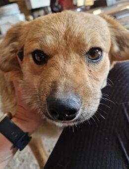 HAPPY sucht Zuhause oder Pflegeplatz - Köln