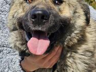 Leon sucht seine passende Familie! - Krefeld