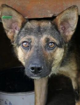 Unsere Romy sucht ein ruhiges Zuhause - Kallmünz