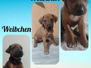 Rhodesian Ridgeback Welpen Reinrassig - Steinheim