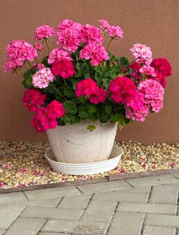 Sie sucht Ihn - Bernsdorf (Regierungsbezirk Dresden)