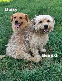 Benji-2, freundlich und sozial - Bonndorf (Schwarzwald)