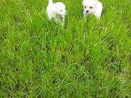 Malteser - Haren (Ems)