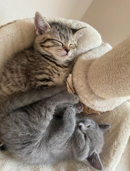 Reinrassige BKH Kitten😻 - Ritterhude