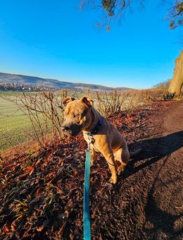 Hund Baxx sucht ein neues Zuhause - Bad Pyrmont