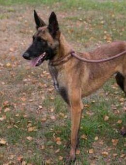 AIRI - mit Erfahrung Hilfe geben - Overath