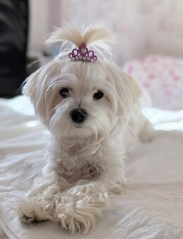 Malteser-Freund gesucht - Bötzingen