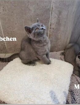 Süße BKH Kitten - Hückelhoven