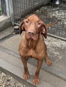 APACS - VIZSLA MÖCHTE ANKOMMEN - Nörten-Hardenberg