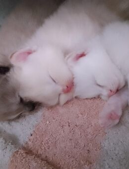 75% Birma + 15% BLH Kitten ( Birma - British Mix - Saarwellingen
