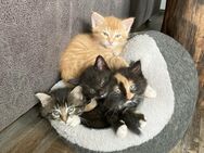 Kitten, kleine getigerte Katzen, Kätzchen, Kater, Glückskatze - Elsterheide