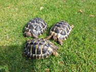 Griechische Landschildkröten Testudo hermanni boettgerie - Lehmkuhlen