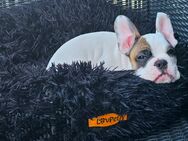 Französische Bulldogge. - Wuppertal