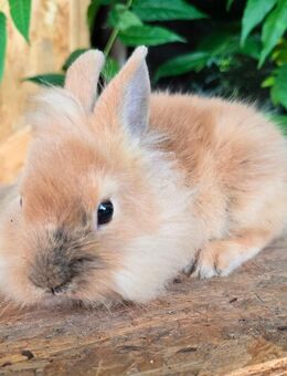 Löwenköpfchen Zwergkaninchen Jungtiere abzugeben - Giersleben