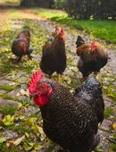 Hähne und Hennen Cream legbar Mixe abzugeben in 26624