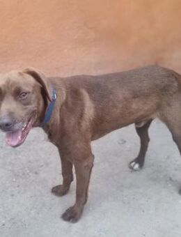 SCHOKO - liebe Seele - Velbert