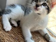 Katzenbabys suchen ein neues Zuhause. - Greven (Nordrhein-Westfalen)