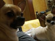 2 chihuahua Hündin - Dormagen