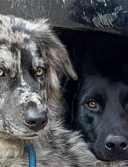 Altdeutsche Hütehunde suchen ein aktives zu Hause - Sankt Julian