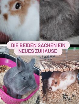 reinrassige löwenkopf Teddy Zwergkaninchen♥️♥️♥️ - Minden (Nordrhein-Westfalen)