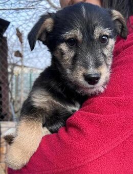 DONNY - Hundejunge auf Familiensuche - Sulzbach-Laufen
