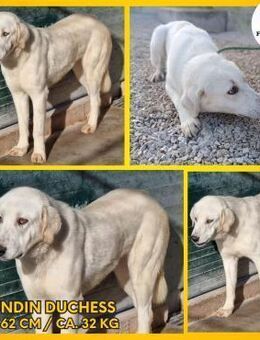 Große Duchess sucht zuhause - Margetshöchheim