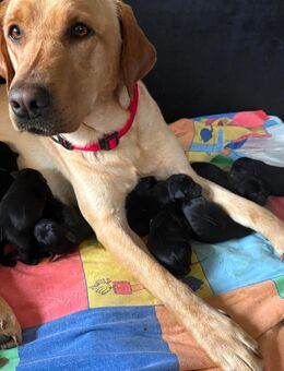 Schwarze Labradorwelpen, reinrassig - Finnentrop