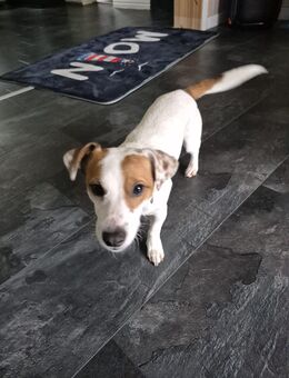 Super lieber Jack Russel Rüde - Wangerooge
