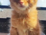Maincoon -Kitten suchen ein neues Zuhause - Mühldorf (Inn) Zentrum