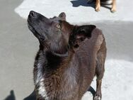 Unsere MELIA ❤ wartet schon so lange - Fahrenzhausen